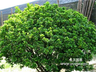丁香球