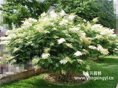叢生珍珠梅