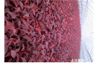 杯苗紅葉李
