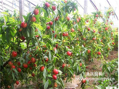 油桃樹