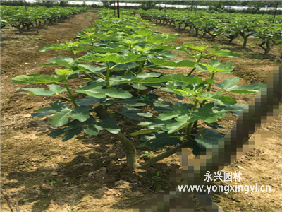 無花果樹