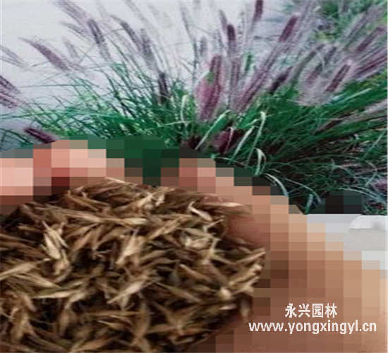 觀賞狼尾草種子