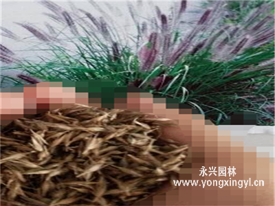觀賞狼尾草種子