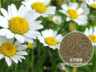 白晶菊種子