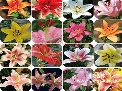 百合花種子