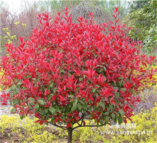 紅葉石楠