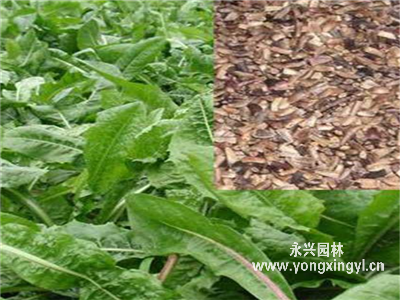 進口菊苣種子