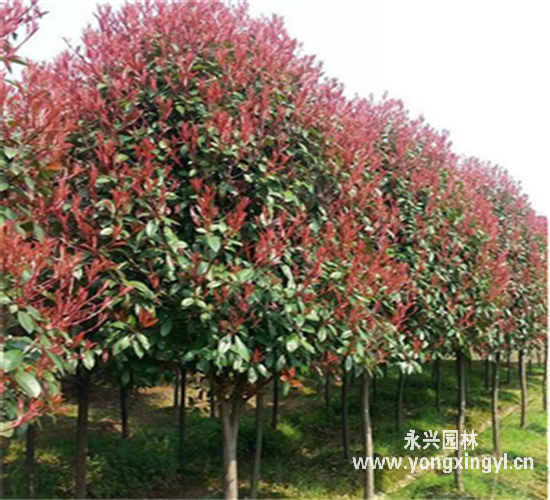 紅葉石楠