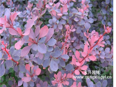 紅葉小檗球