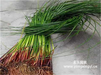 沖天草