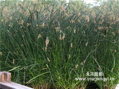 莞草