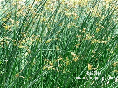蔥蒲