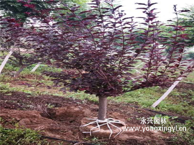 美植袋太陽李