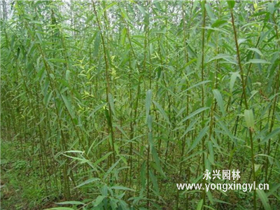 垂柳小苗
