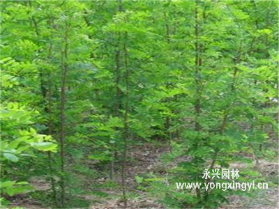 刺槐樹苗
