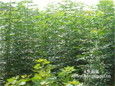老白蠟苗