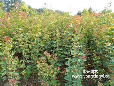 五角楓樹苗
