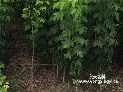 復葉槭小苗