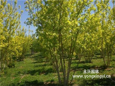 叢生金葉復葉槭