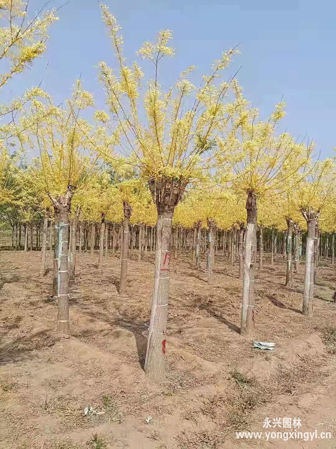 高接金枝槐