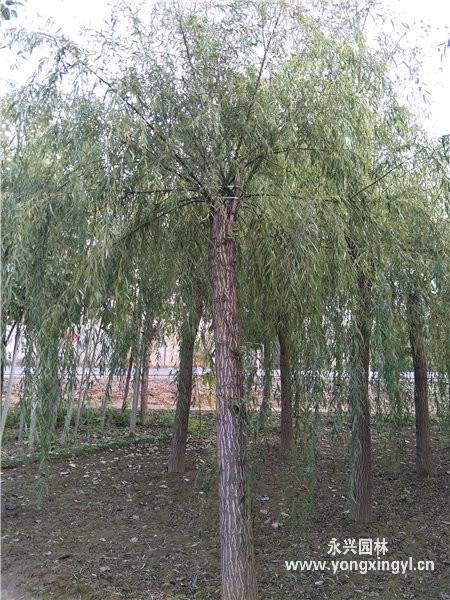 嫁接垂柳