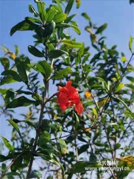 叢生花石榴