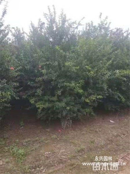 叢生花石榴