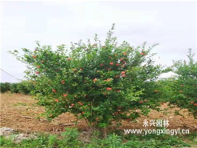叢生果石榴的園林應用