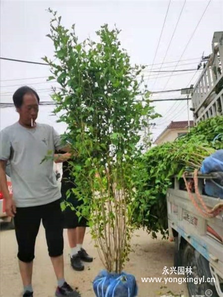 叢生木槿
