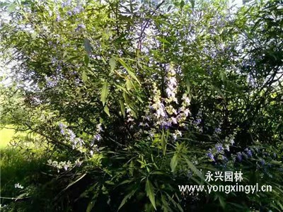 叢生荊條的生長環境是怎樣的？