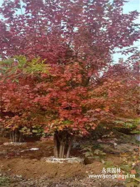 叢生美國紅楓