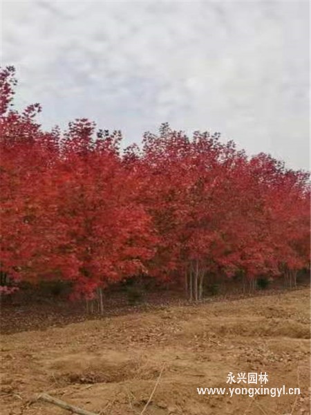 叢生美國紅楓