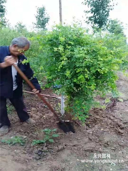 叢生胡枝子