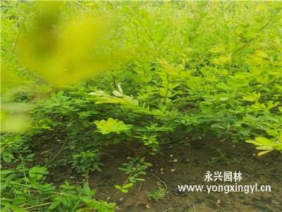 叢生胡枝子的園林用途