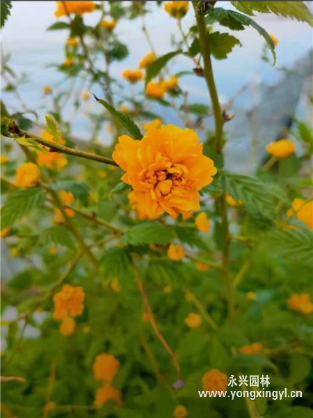 叢生棣棠