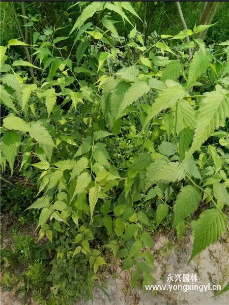 叢生棣棠