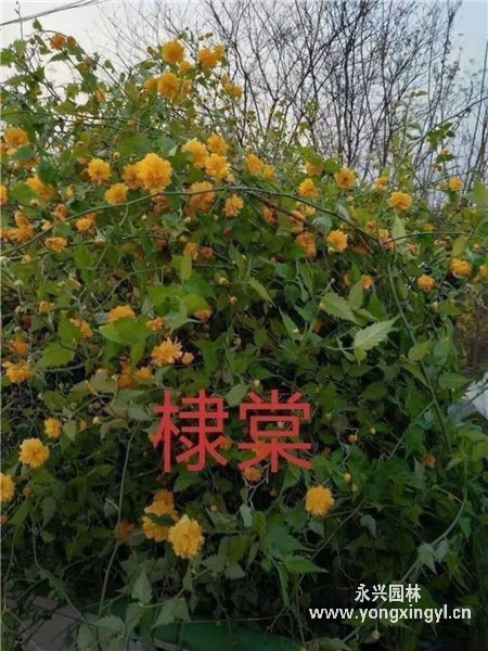 叢生棣棠