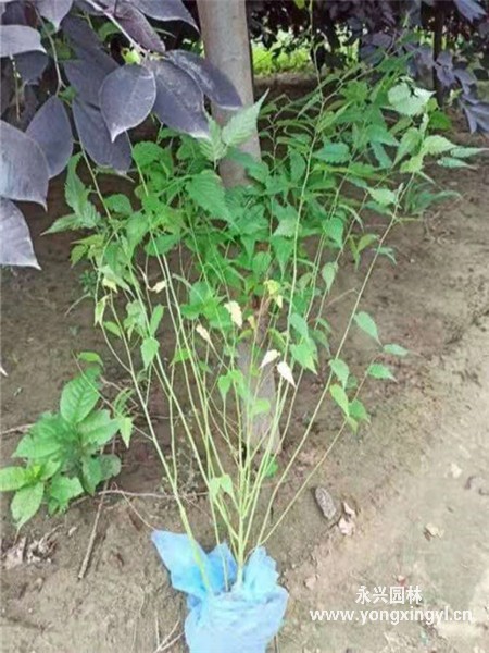 叢生棣棠