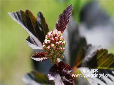 叢生紫葉風箱果和紫葉合歡有什么不同？