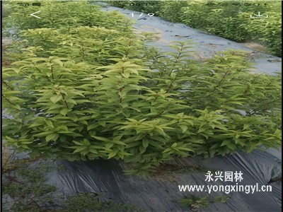 叢生郁李園林用途