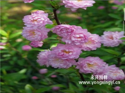 叢生郁李花期介紹