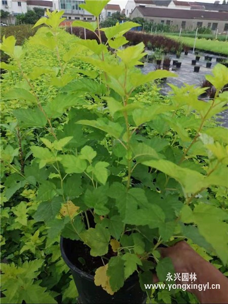 叢生金葉風箱果