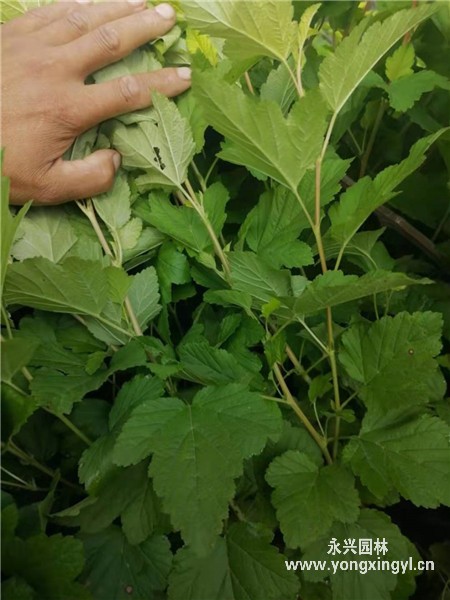 叢生金葉風箱果