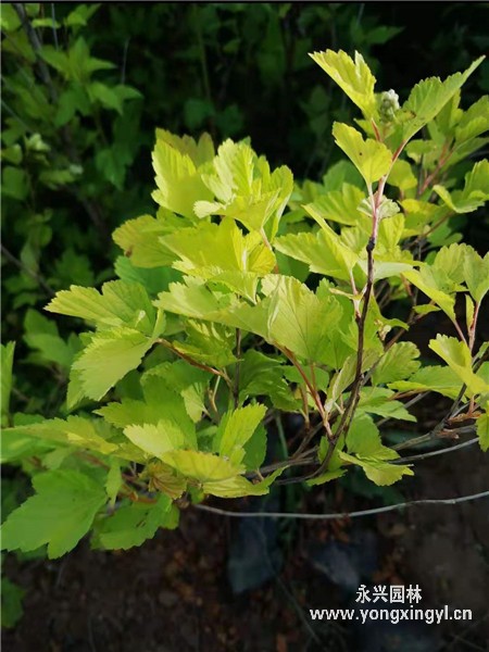 叢生金葉風箱果