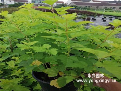 叢生金葉風箱果園林用途