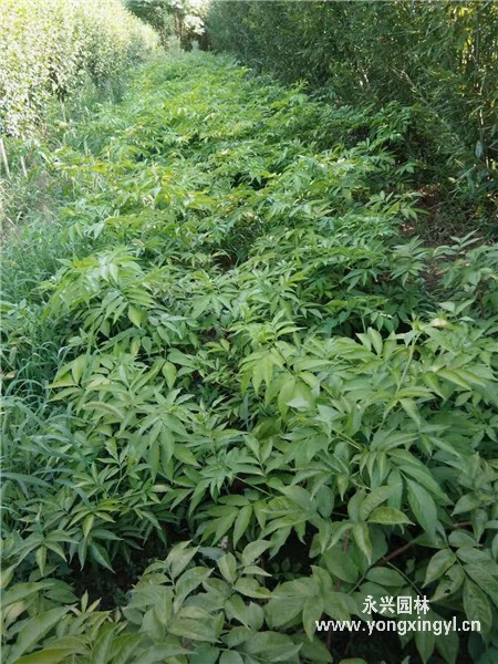 叢生金葉接骨木