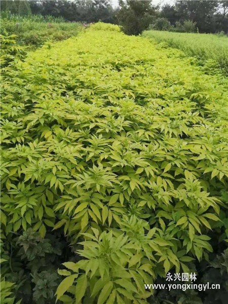 叢生金葉接骨木