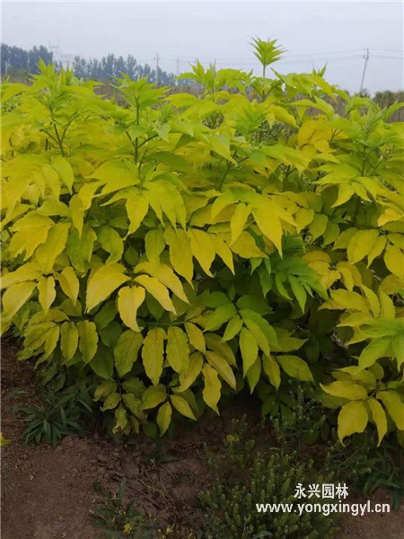 叢生金葉接骨木