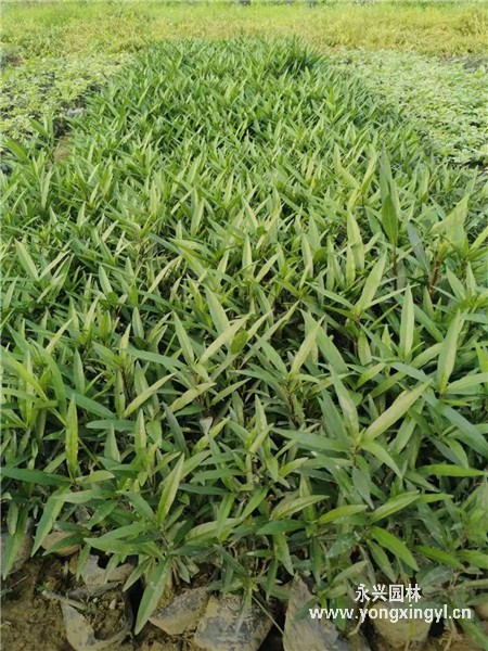 叢生金葉接骨木