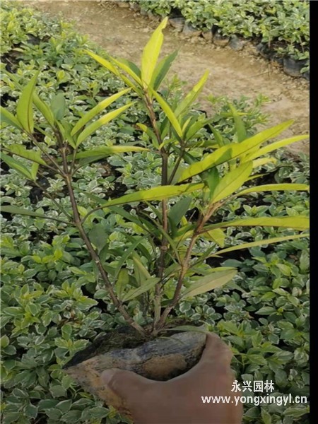 叢生金葉接骨木